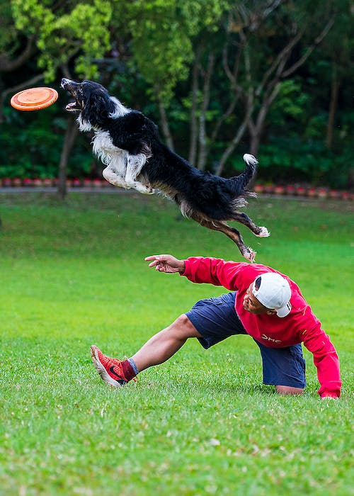Free  A Man Training a Dog while Playing a Frisbee Stock Photo